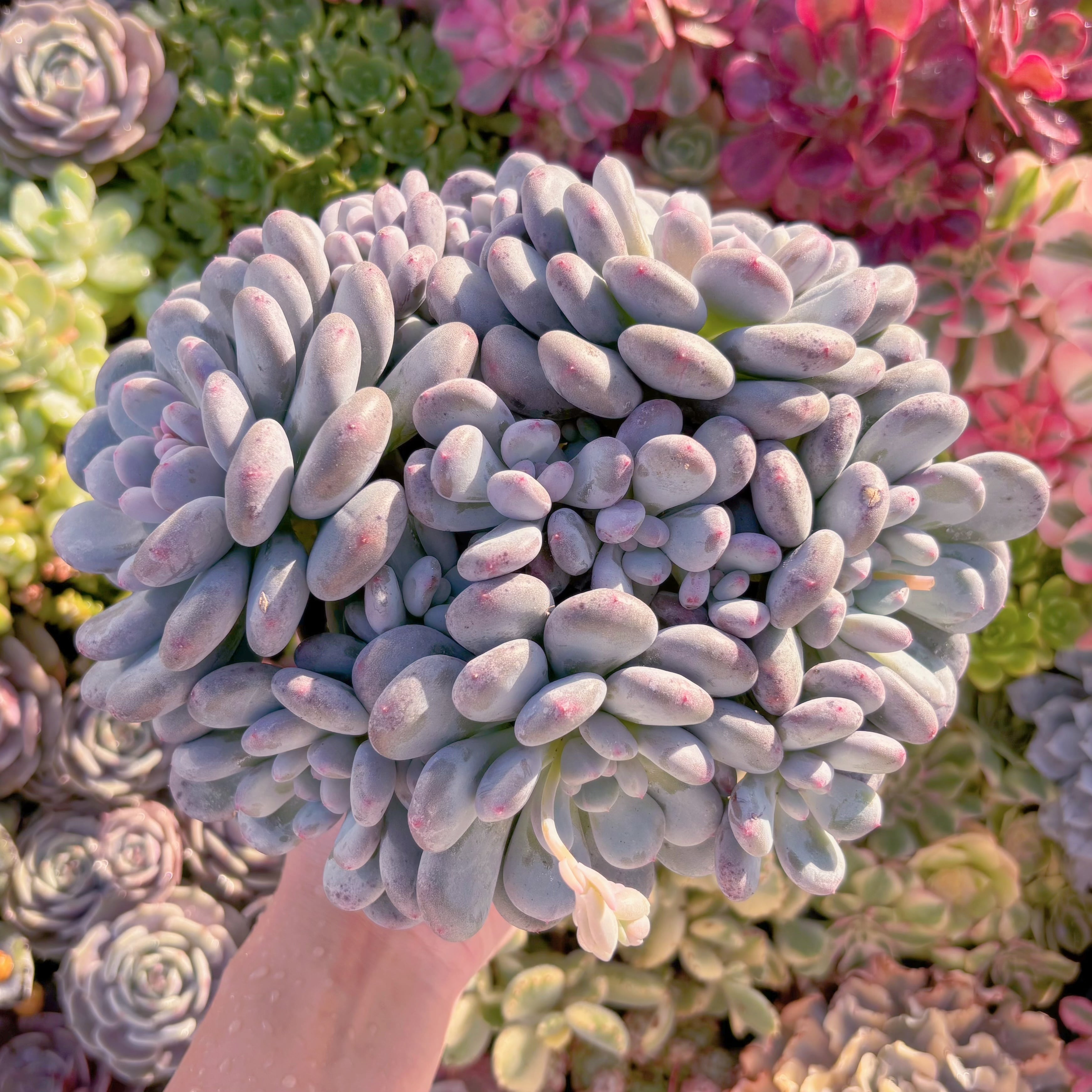 現品　新品種　香り雪丸#F206　特大群生　新入荷　るる農園