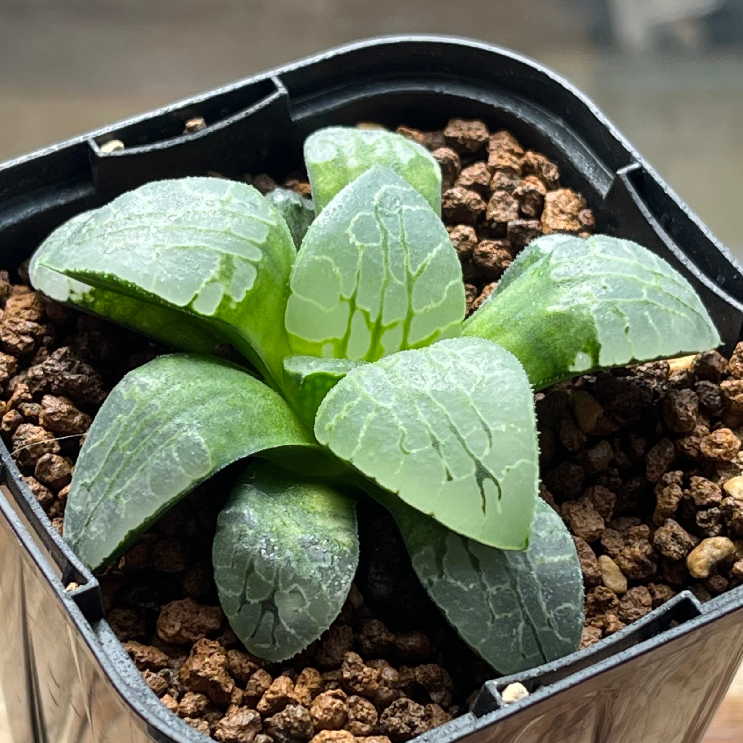 mocono_plants