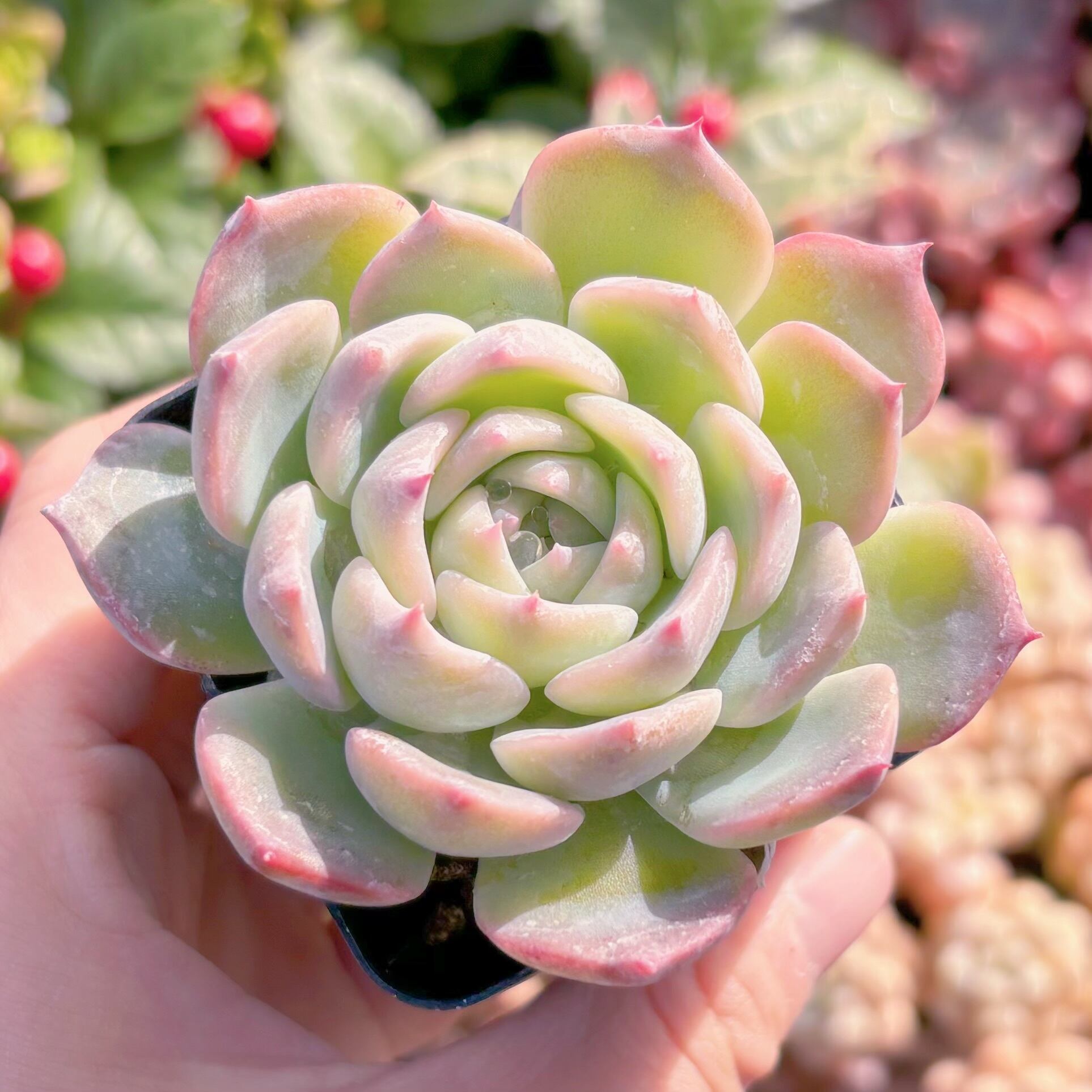 現品　キャロリン#648    古株   るる農園