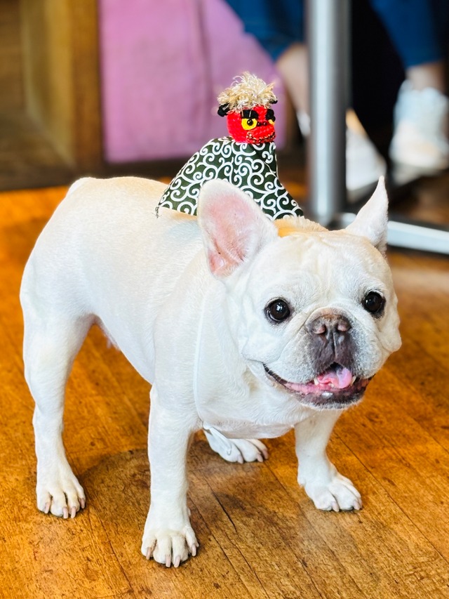＃ちょこっと乗るシリーズ「獅子舞」／ペット用アクセサリー（犬・猫・その他）Crochet Shishimai