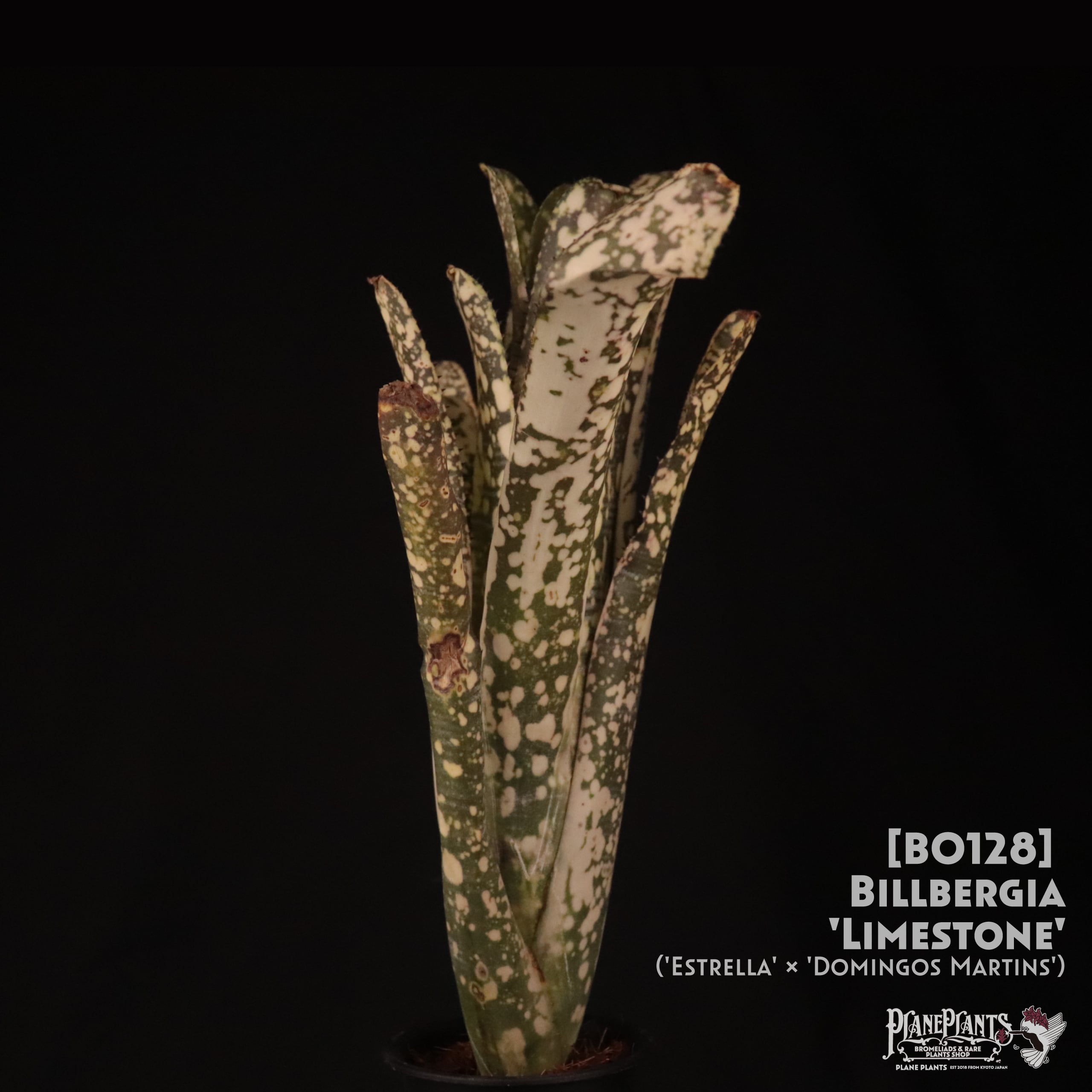 送料無料】Billbergia 'Limestone'〔ビルベルギア〕現品発送B0128