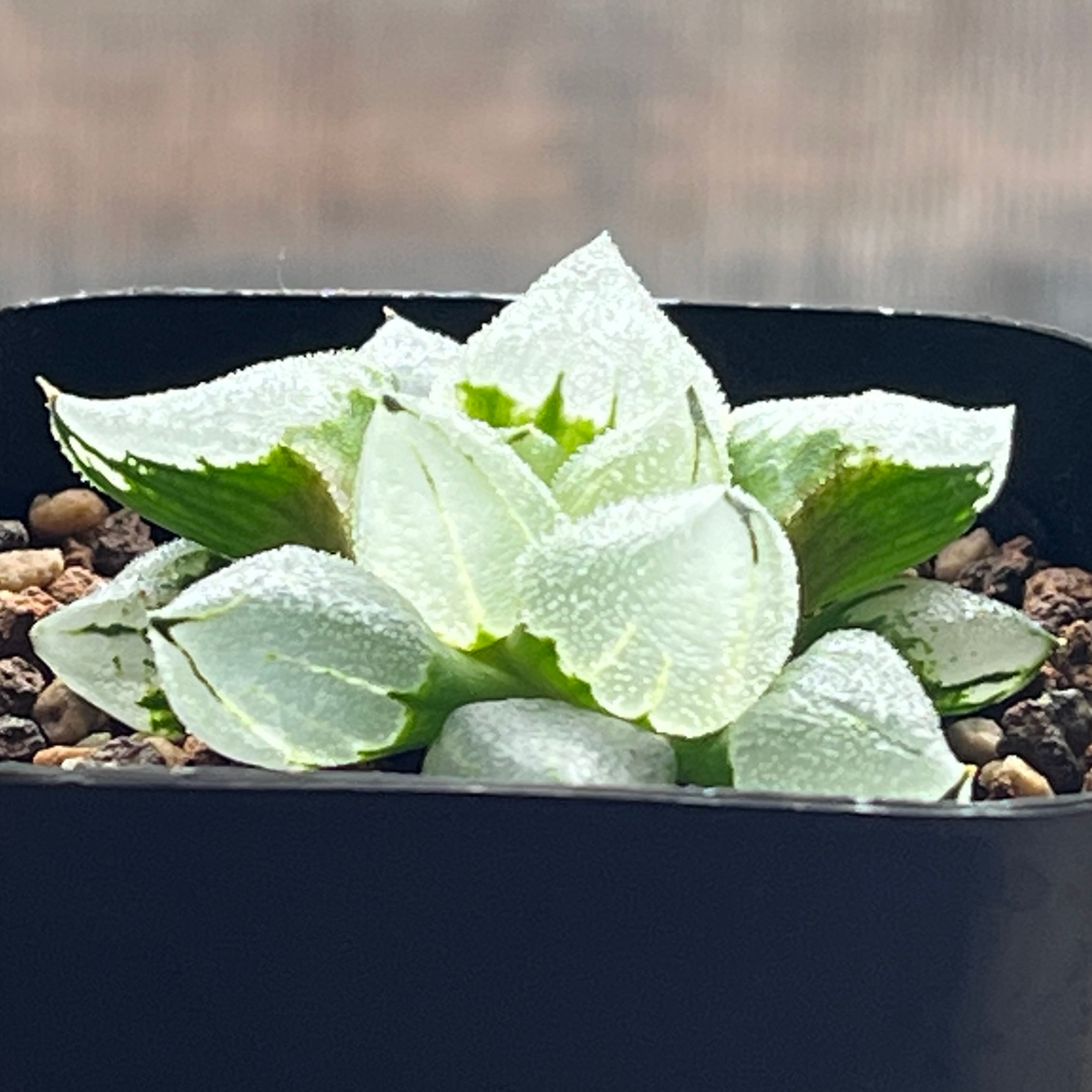 ハオルチア ピグマエアミュータント　特異株 ハオルチア ピグマエアミュータント 特異株 | mocono_plants