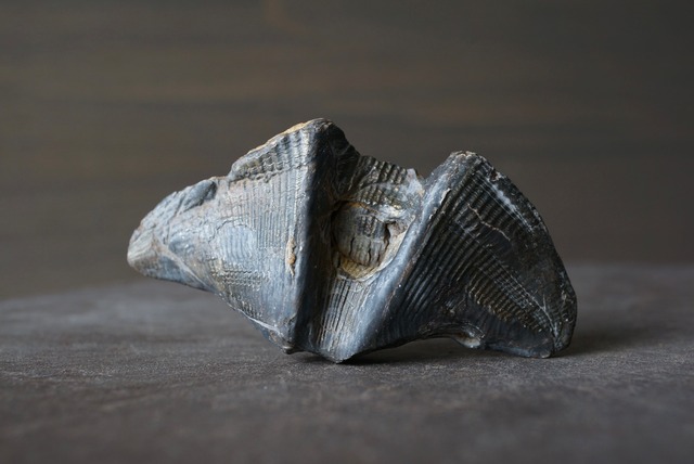 ベルギー産腕足類化石 Cyrtospirifer verneuili 922