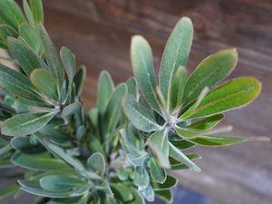 【現物】プロテア ”スペシャルピンクアイス” B