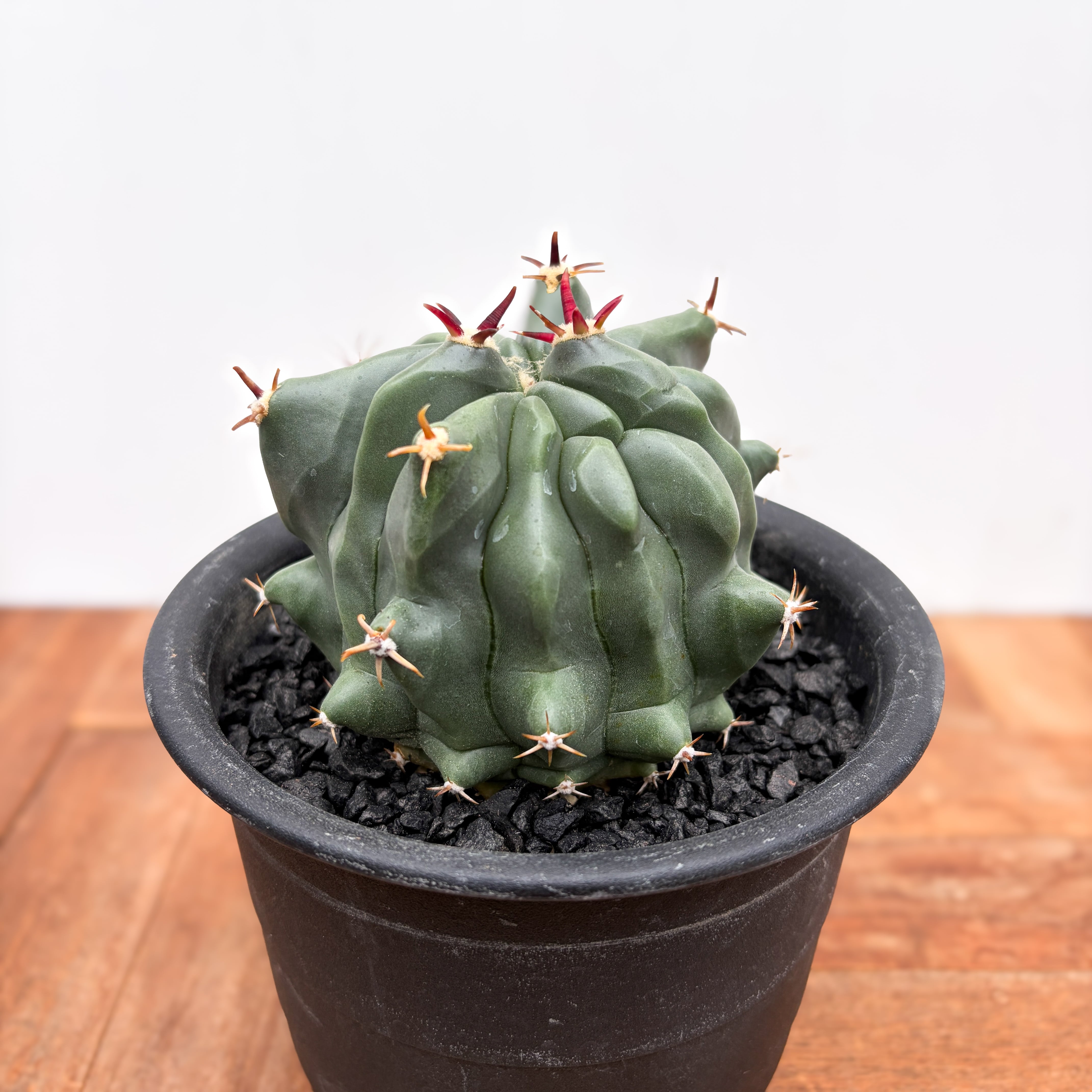 カルメン玉　フェロカクタス　金棘 Ferocactus diguetii var.carmenensis【フェロカクタス・カルメン玉