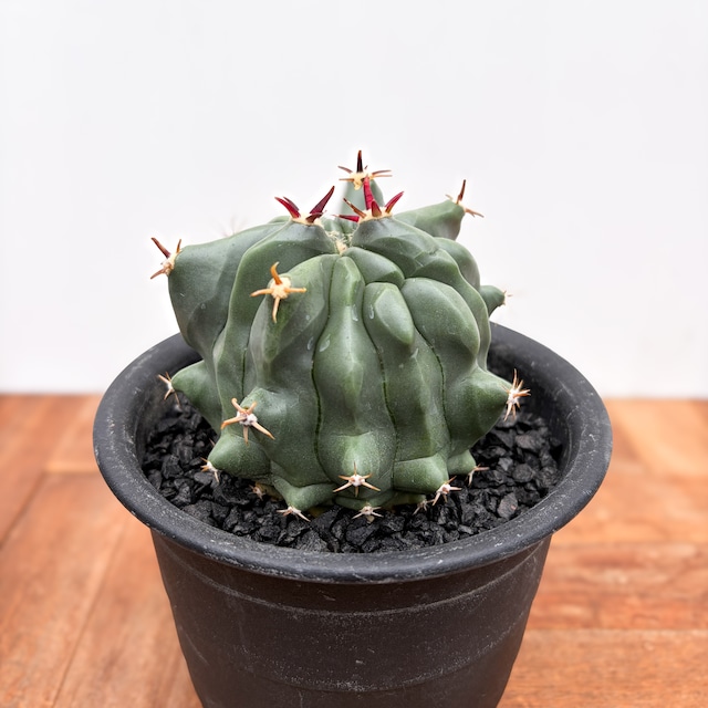 Ferocactus horridus【フェロカクタス・短棘巨鷲玉】 Ferocactus horridus【フェロカクタス・短棘巨鷲玉】