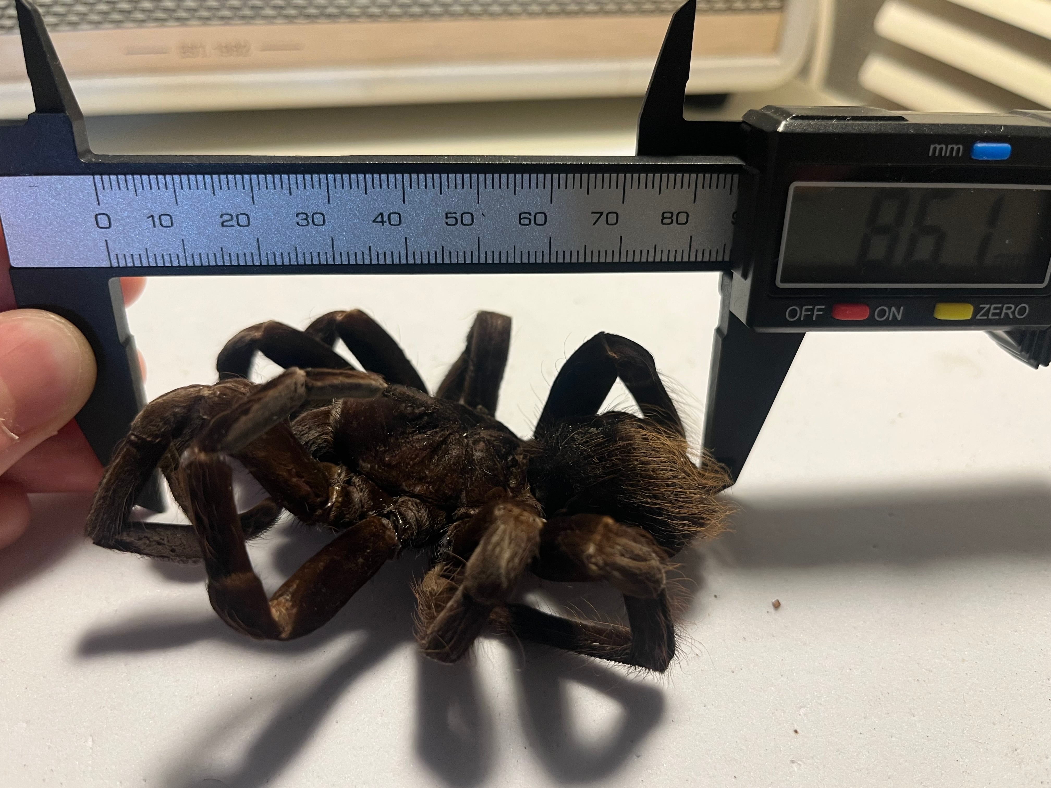 C品標本】ボリビアンスティリーブルータランチュラPamphobeteus cf