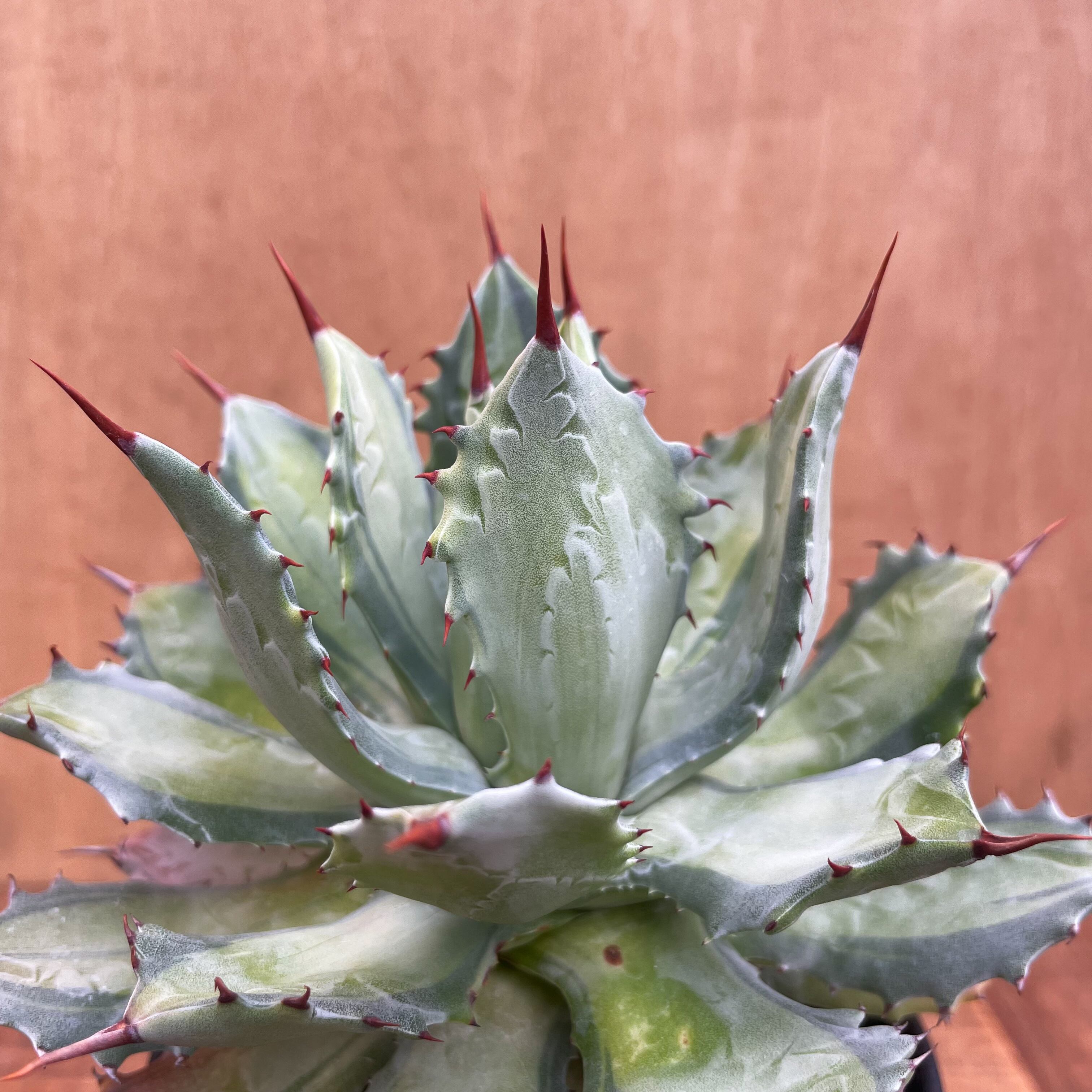 アガベ☆ポタトラム'ベビーティース\