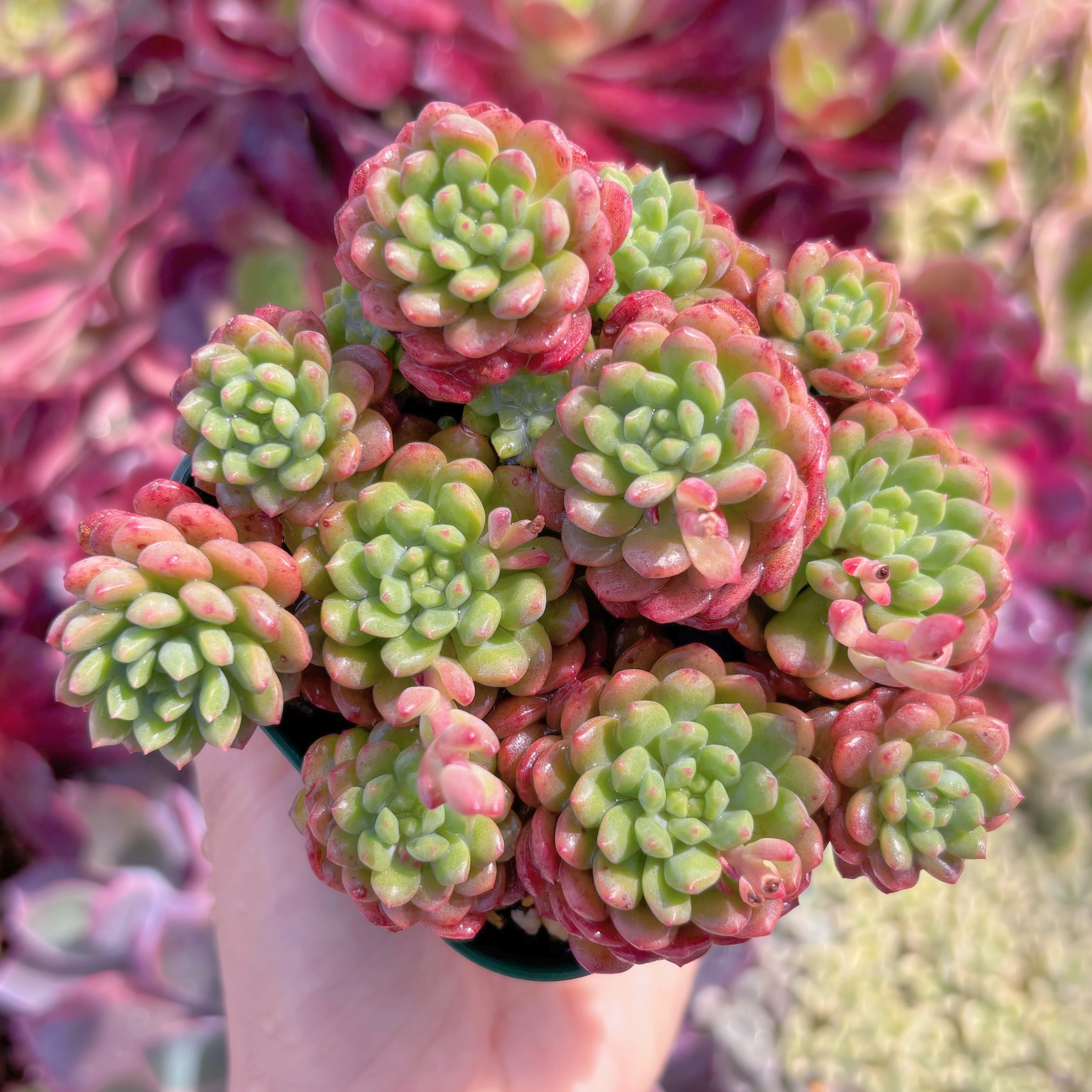 現品　コルネット#1167　群生　るる農園