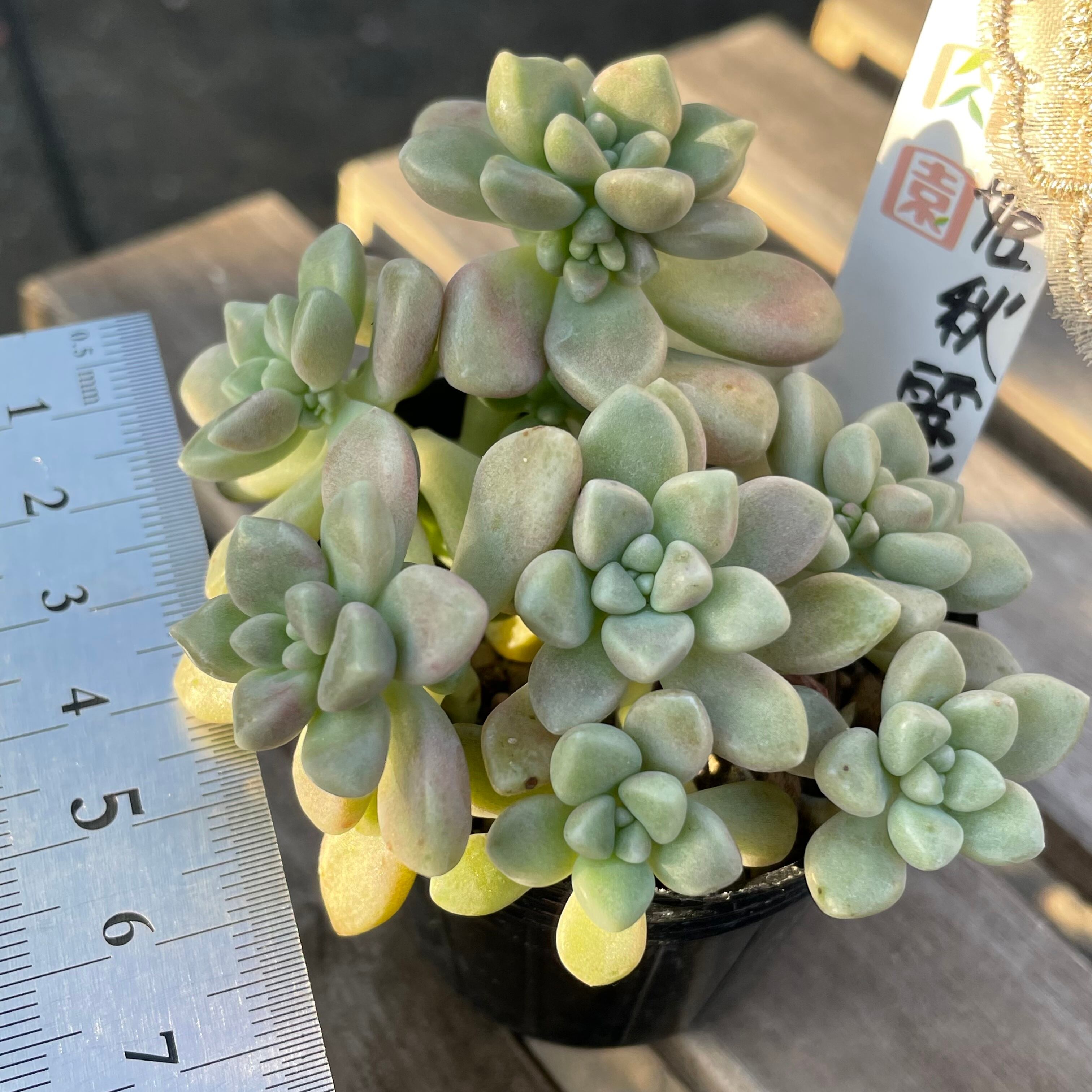 多肉植物 姫秋麗 抜き苗 煩く
