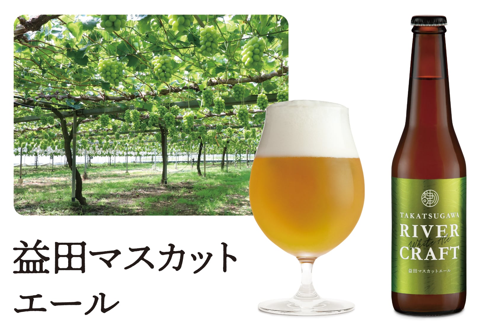 ダルマ　マスカット 益田マスカットエール6本セット | 高津川リバービア