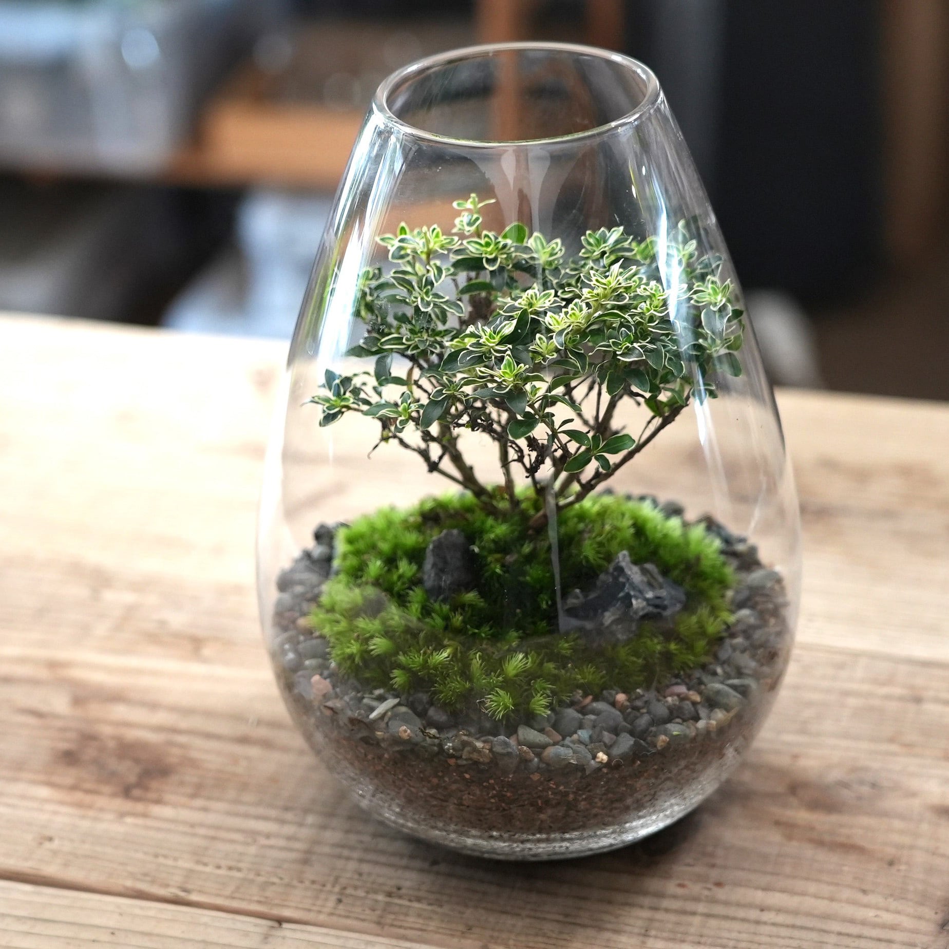 オーダー参考】苔テラリウム作品『テラリウム盆栽（ハクチョウゲ