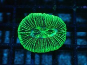 Trachyphyllia geoffroyi "Neon Stripes" 2