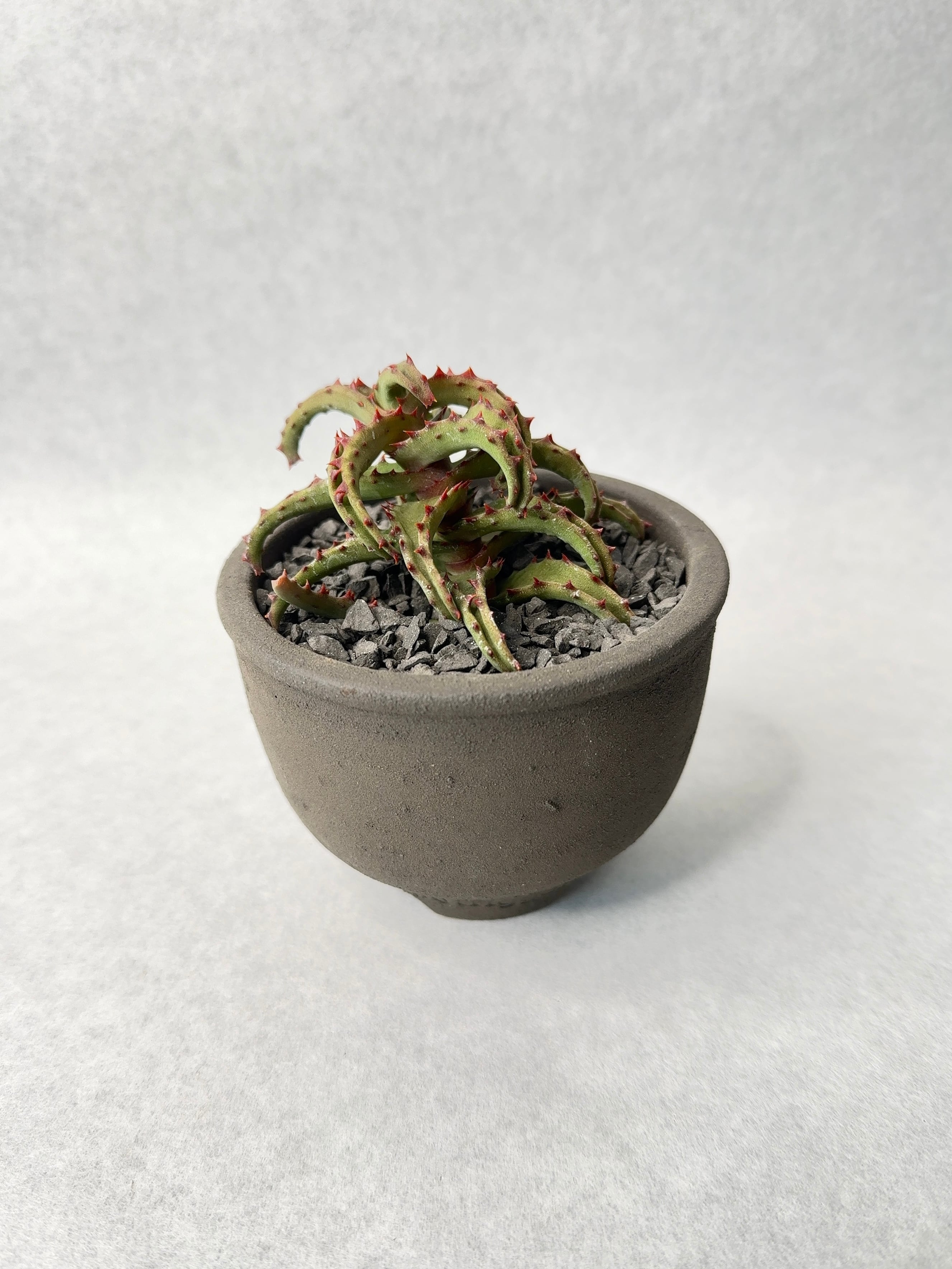 アロエ・カスティロニアエ | trigger