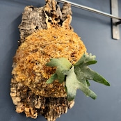 ビカクシダ willinckii 'yellowmoon dwarf' spore TC 板付け (コルク)【216】