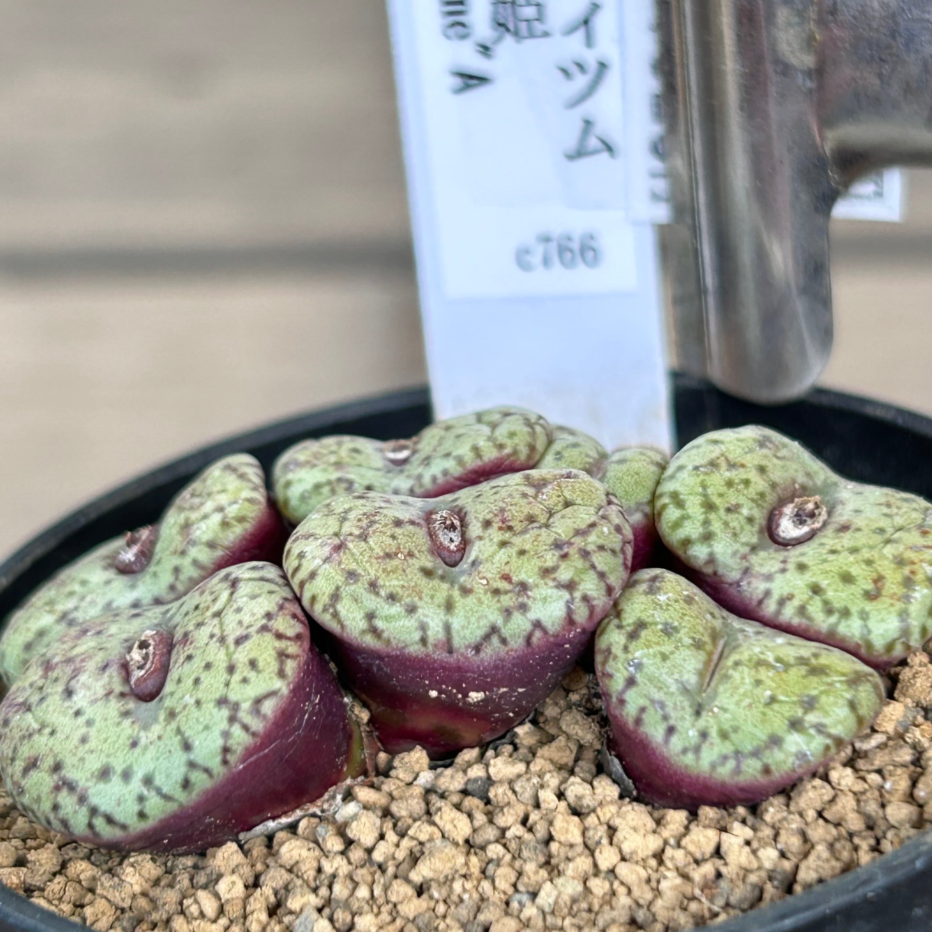 コノフィツム 安寿姫 | RuPo 多肉植物専門店