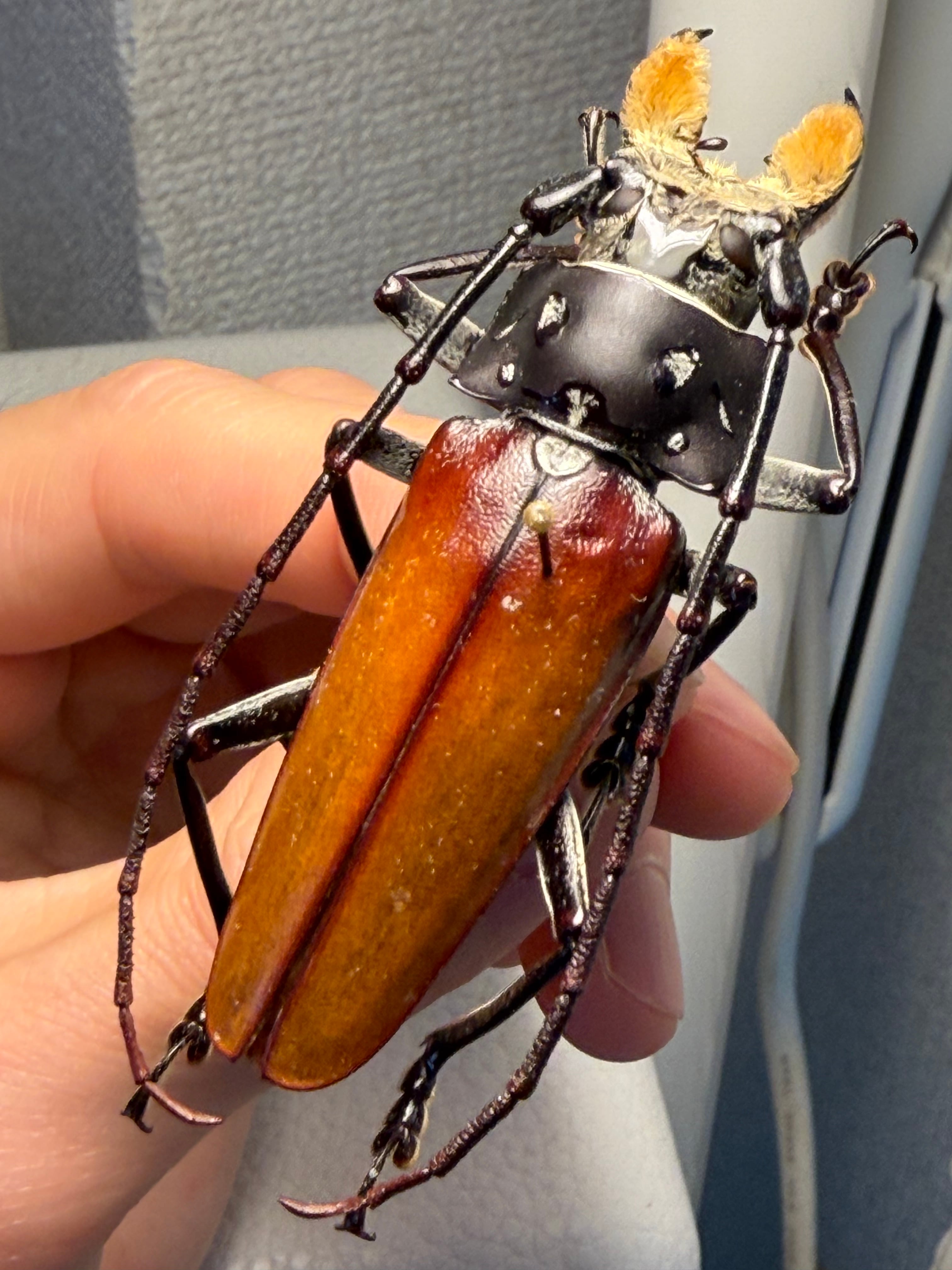 66mm】顎が剛毛なアラゲオオウスバカミキリ 甲虫昆虫標本タランチュラ