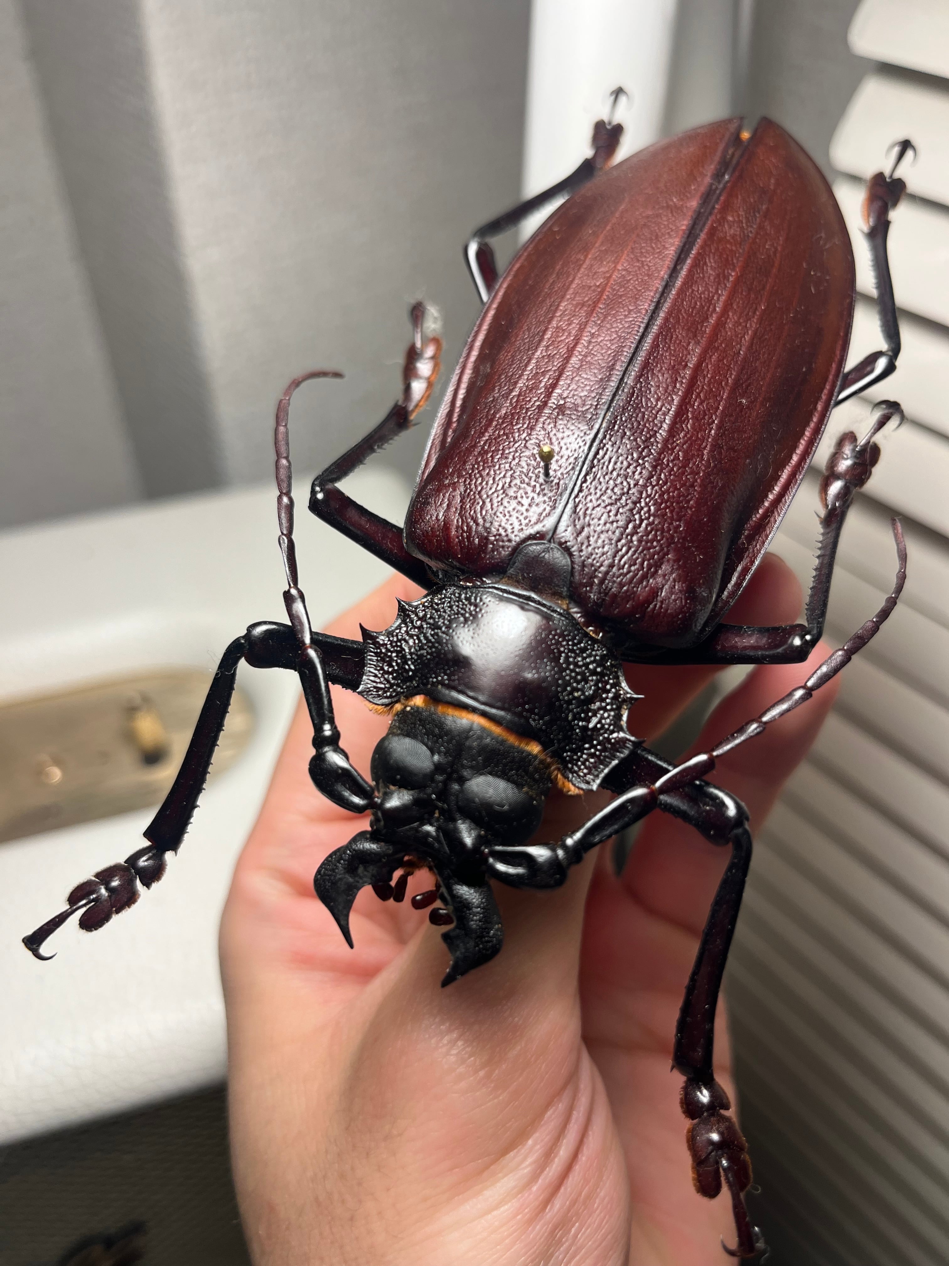 121mm】タイタンオオウスバカミキリ カブトムシクワガタハナムグリ