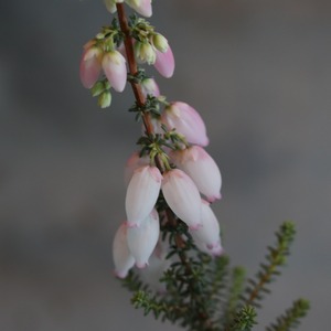エリカ　ふっくらももちゃん　冬のお花　お庭　寄せ植え　低木　丈夫　
