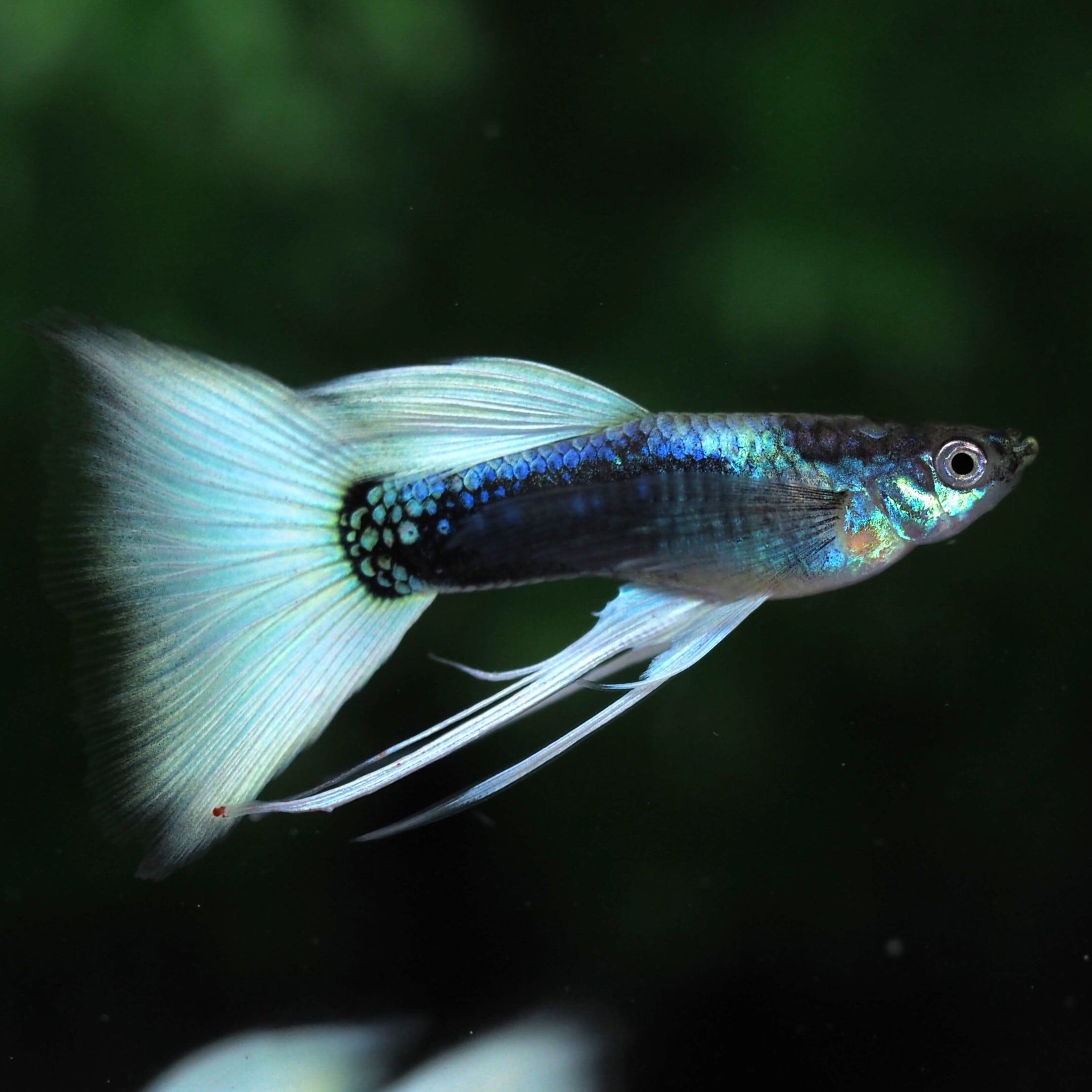 GUPPY | 伊豆グッピーファーム