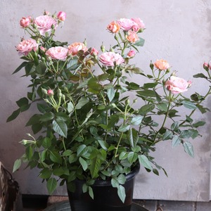 みすけろさま専用:希少　四季咲きミニバラ　カーナハニーゴールド　芳香　おしゃれカラー　丈夫でよく咲く