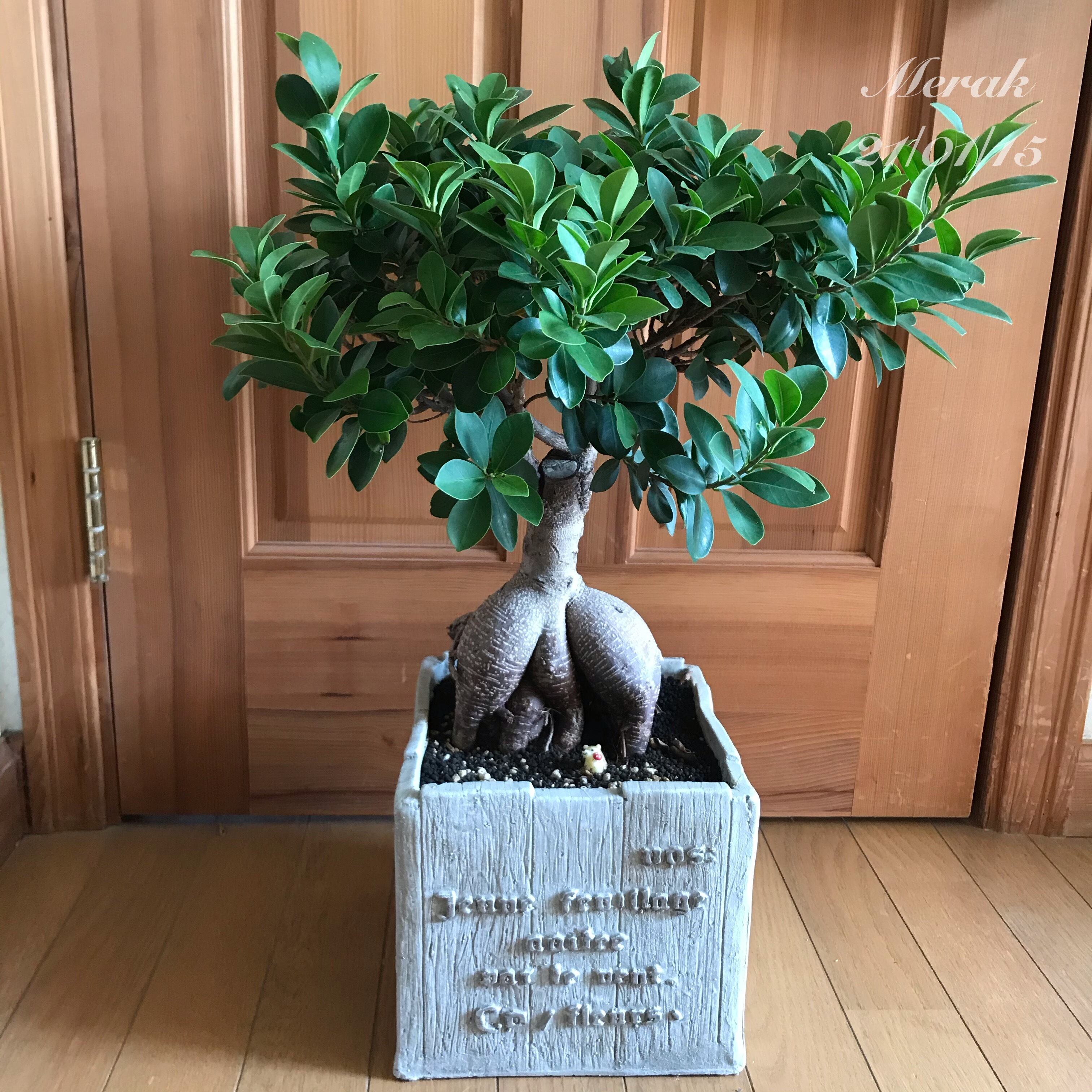 精霊のおうち ガジュマル | Merak - メラク 寄せ植え ガーデニング