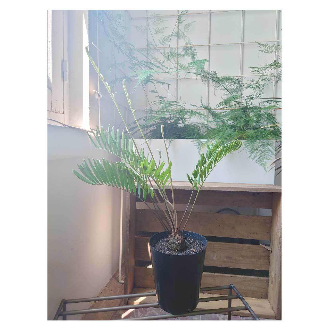 Zamia floridana | Seeding