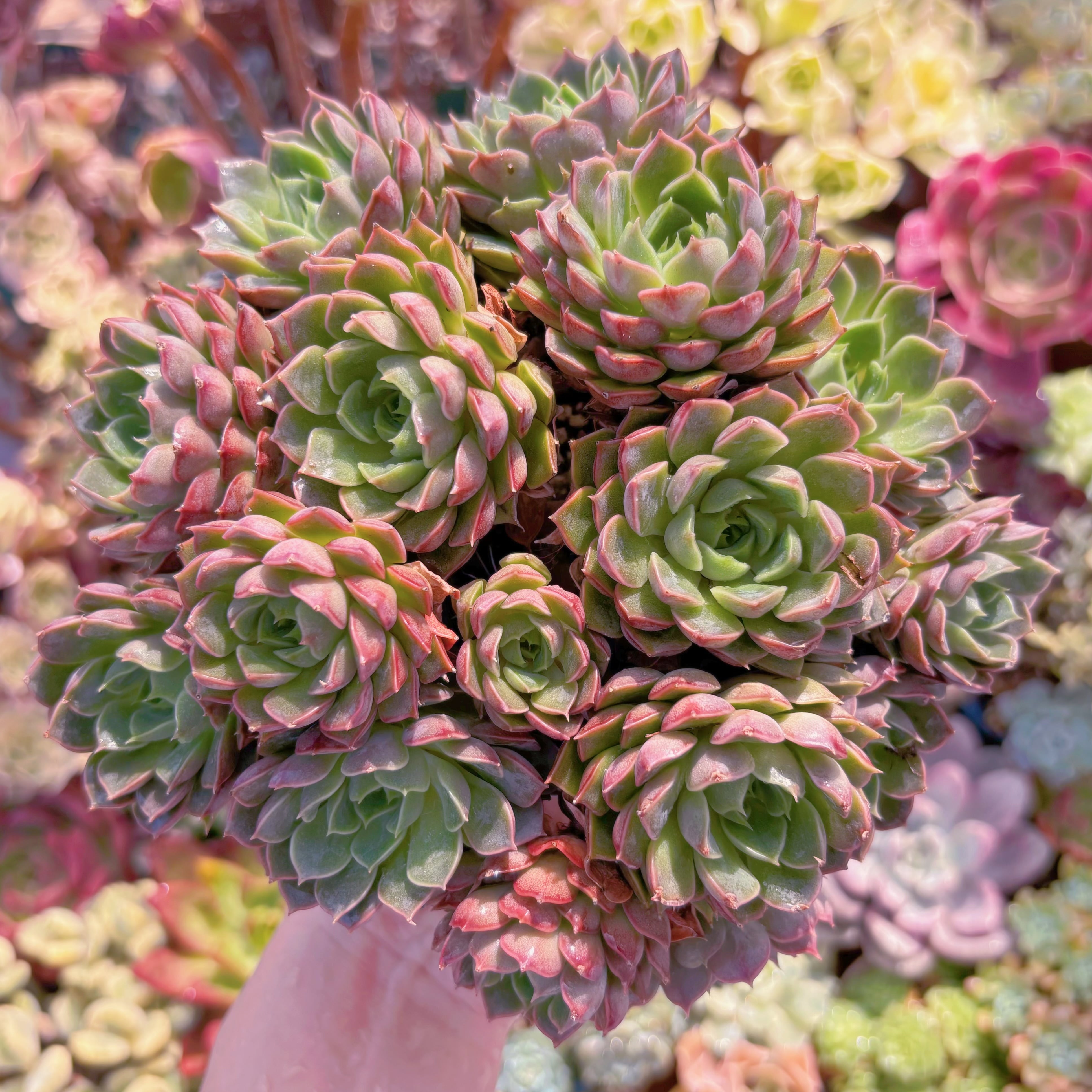 多肉植物　シャルルローズ　特大群生　新入荷　るる農園