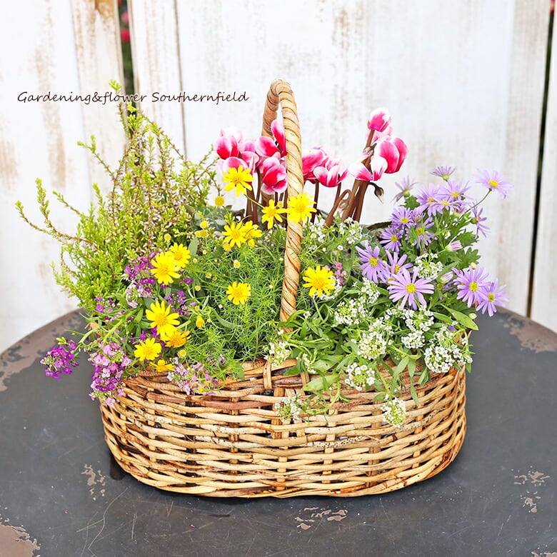 季節の花 おまかせ寄せ植え 木製ナチュラルバスケットbrown