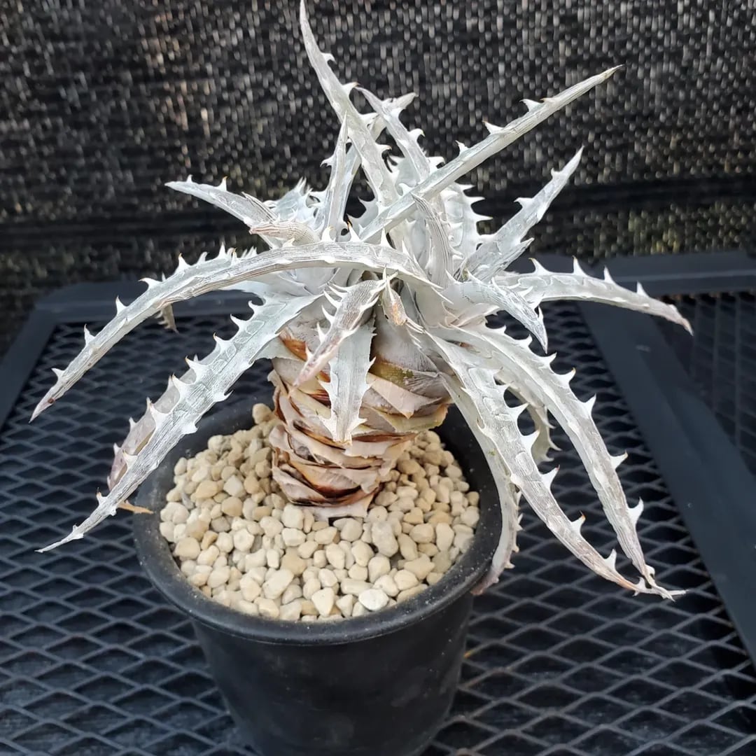 F00485_Dyckia goehringii (Original Clone)分頭株：ディッキア