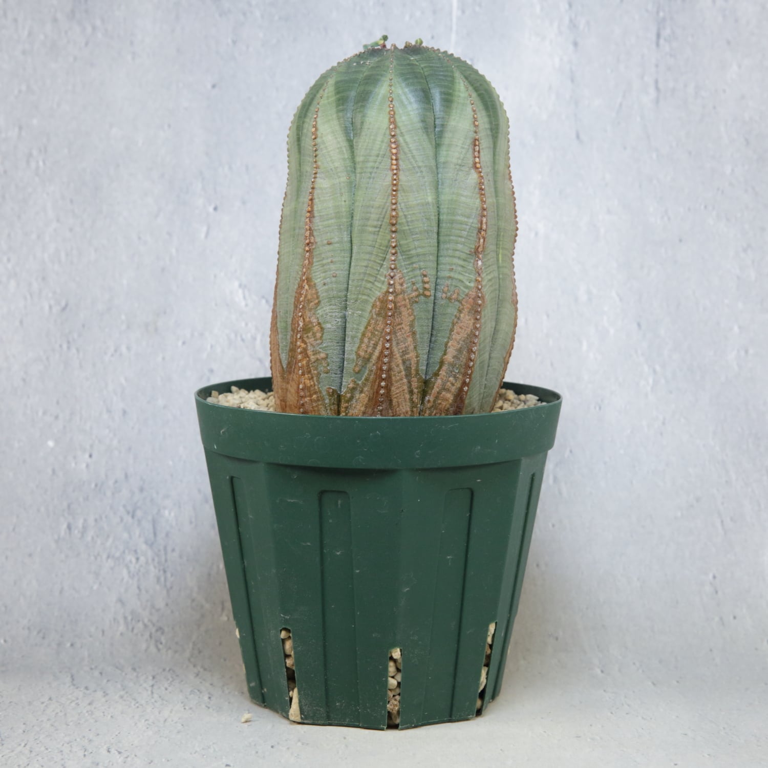 メス株【超厳選株】大株 最大幅9cm ヴィンテージ カキコ 美模様