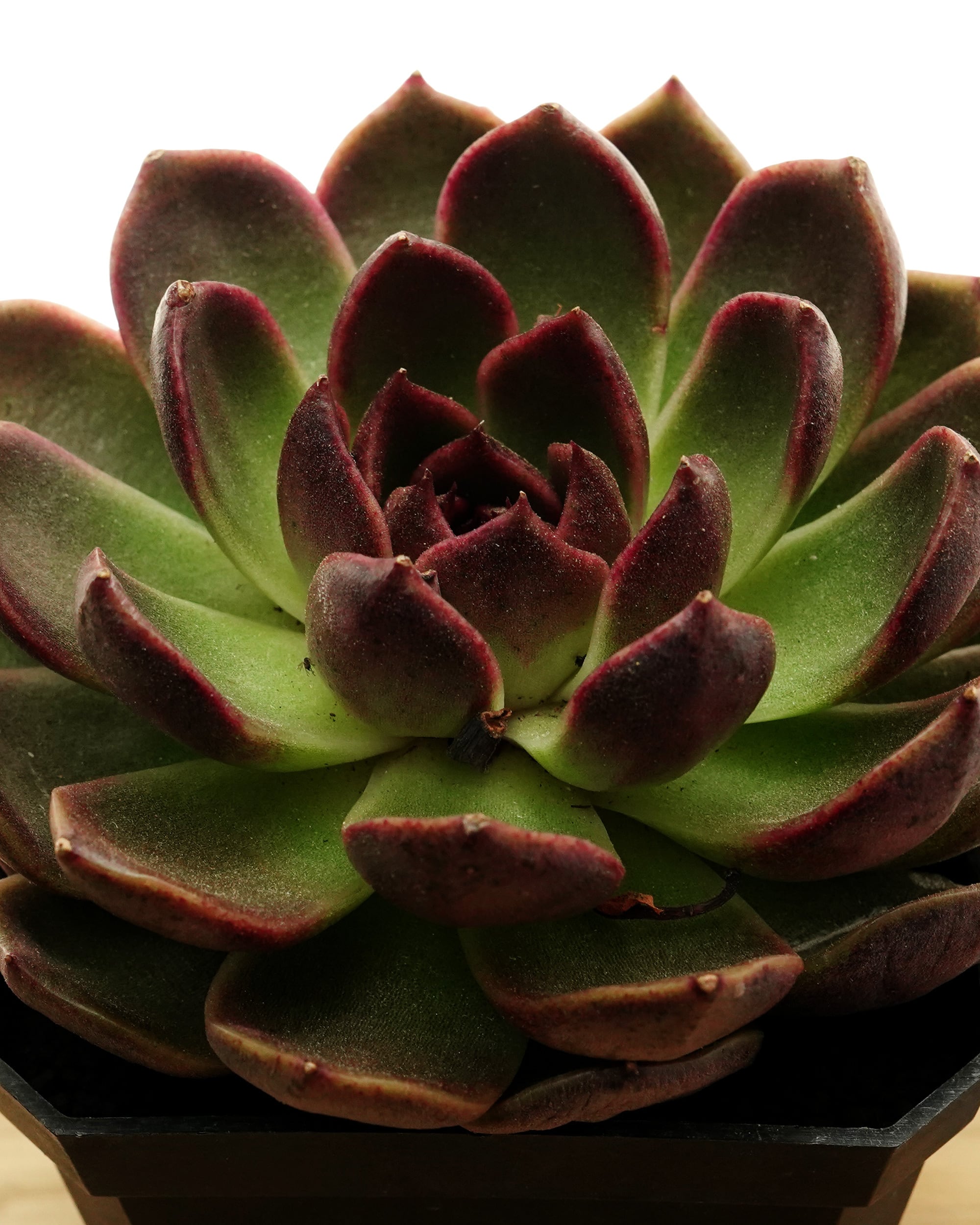 カット苗 ミスティッククリスタルオレンジ Echeveria 'Mystic Crystal