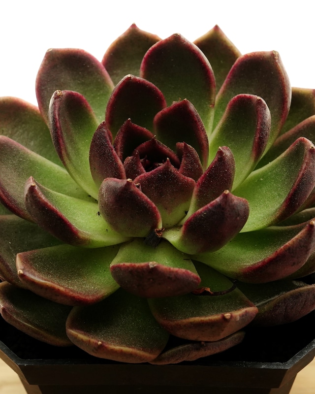 カット苗 ミスティッククリスタルオレンジ Echeveria 'Mystic Crystal Orange'