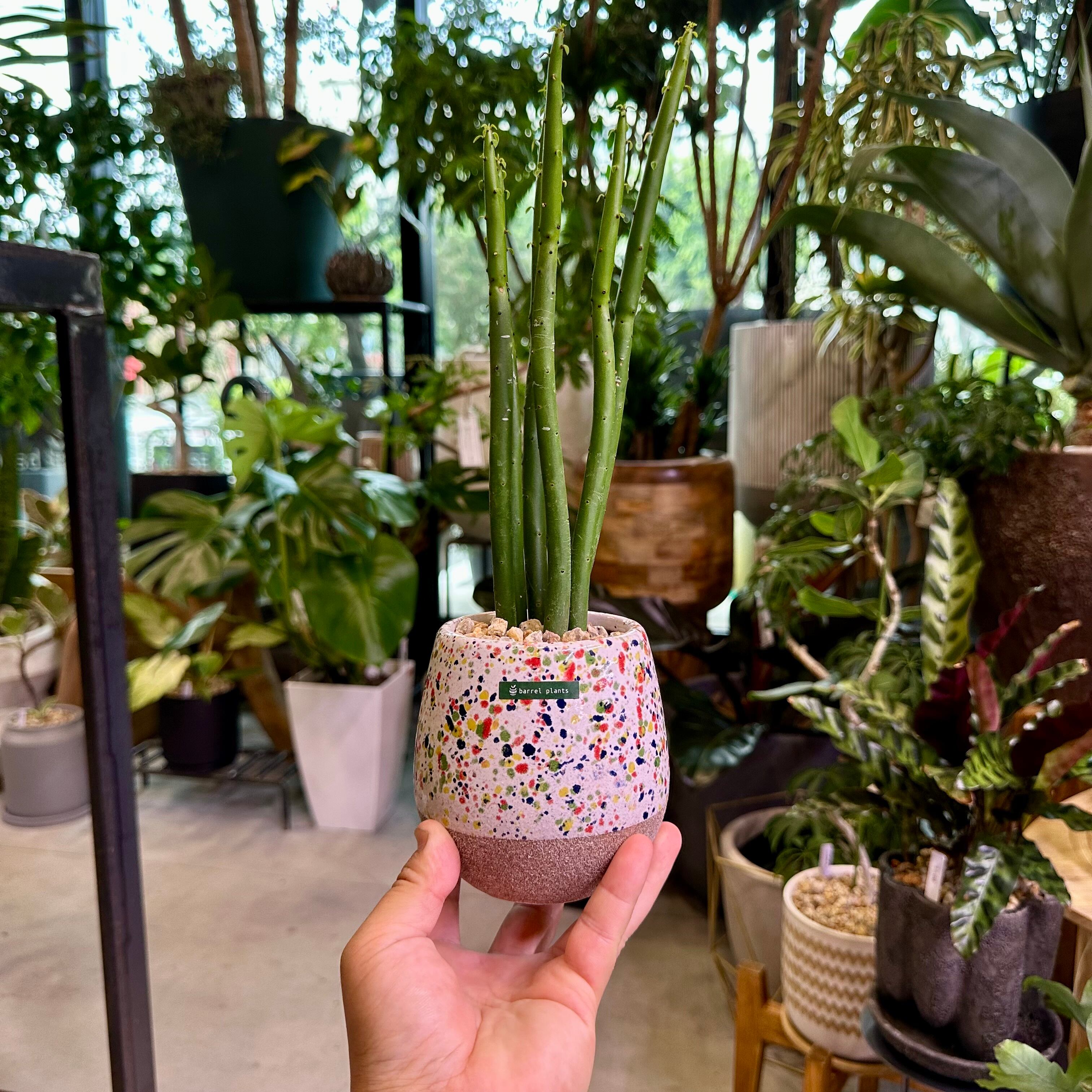 ユーフォルビア・オンコクラータ | barrelplants_BONSAI
