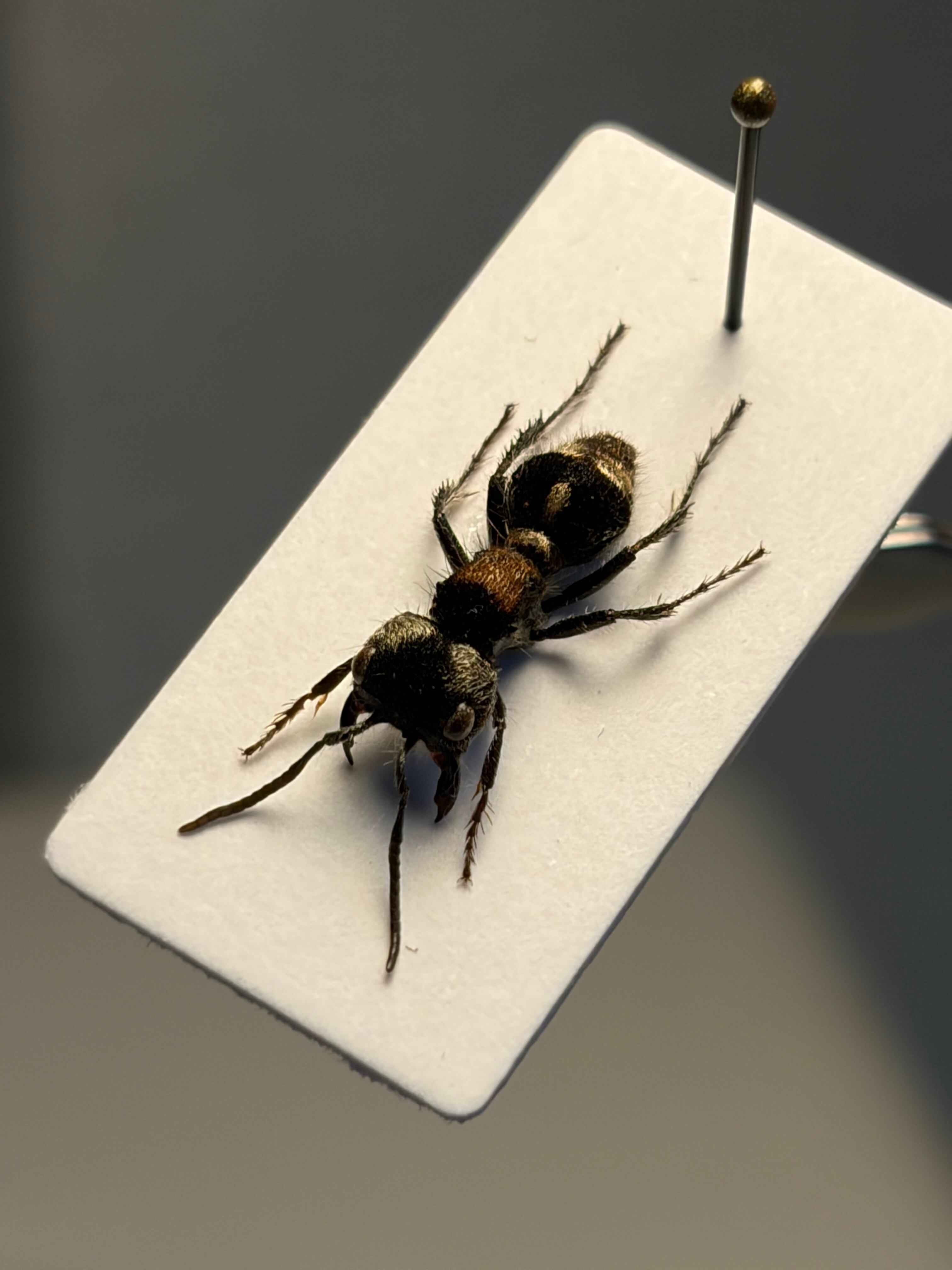 【13mm】オオズアリバチの一種 標本 Mutillidae sp. あり蟻 13mm】オオズアリバチの一種 標本 Mutillidae sp. タランチュラ あり蟻