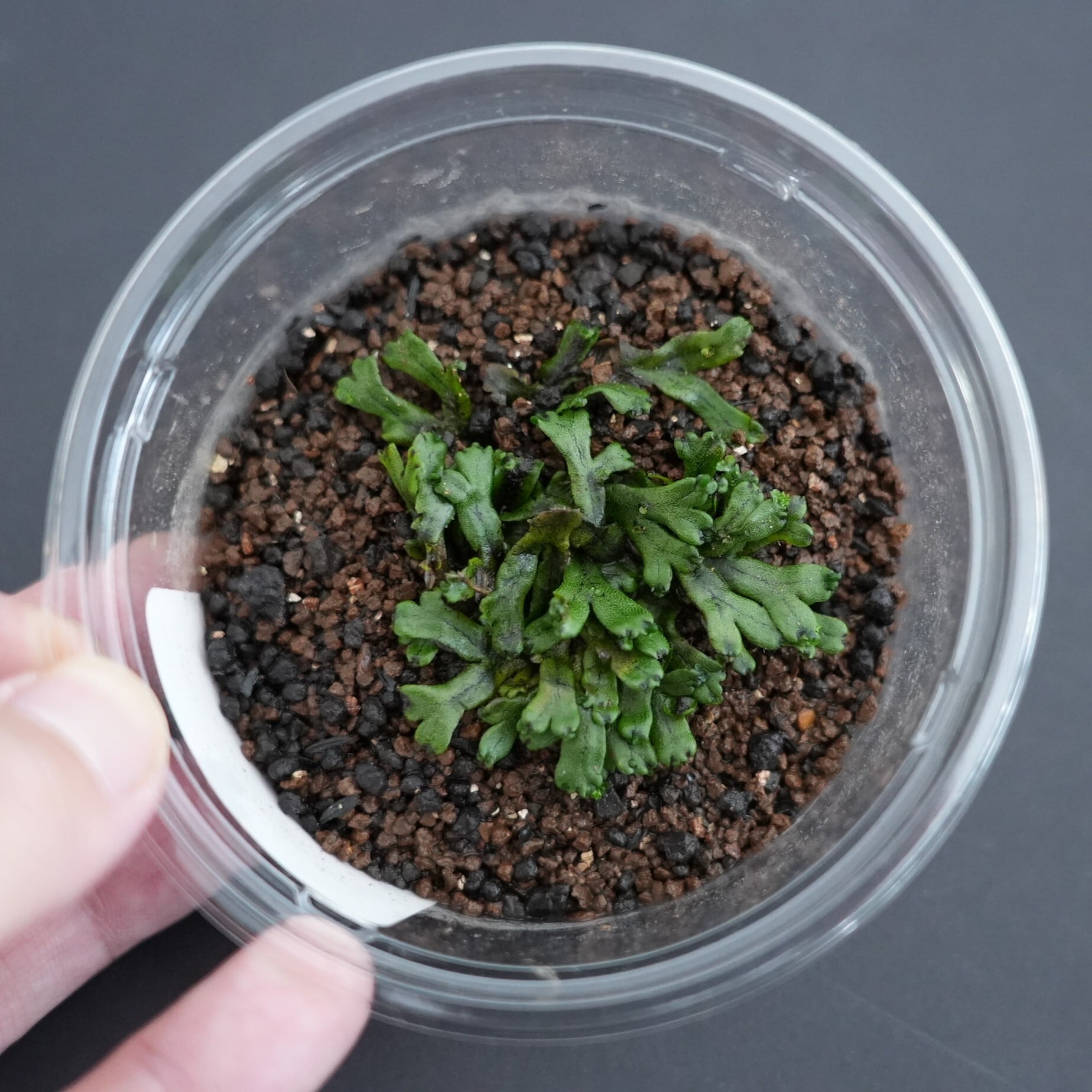 ヒトデゼニゴケ Marchantia pinnata｜苔テラリウム作製用素材◇CP