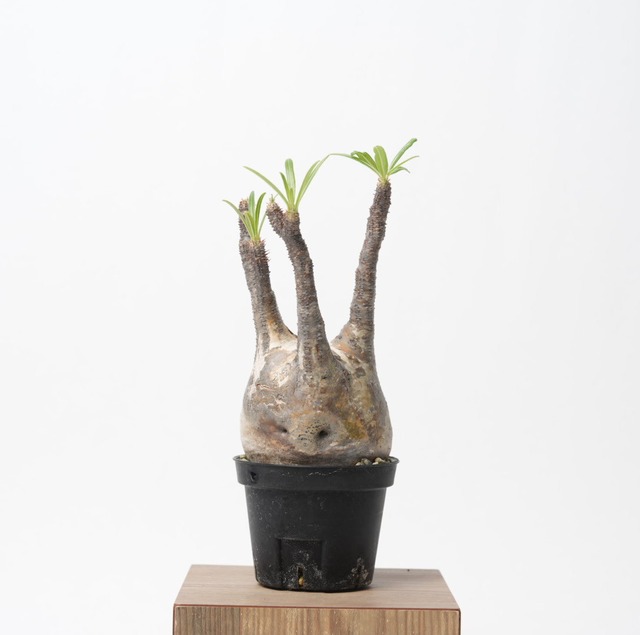 パキポディウム グラキリス no.18〈発根済み〉