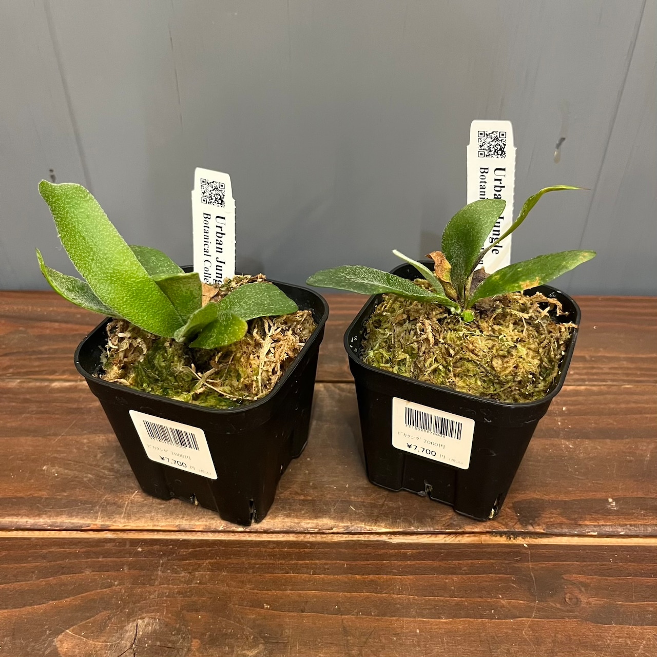 【秋の植え替えフェア対象】【セット】ビカクシダ　ウィリンキー　リトルラナ