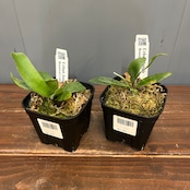 【秋の植え替えフェア対象】【セット】ビカクシダ　ウィリンキー　リトルラナ