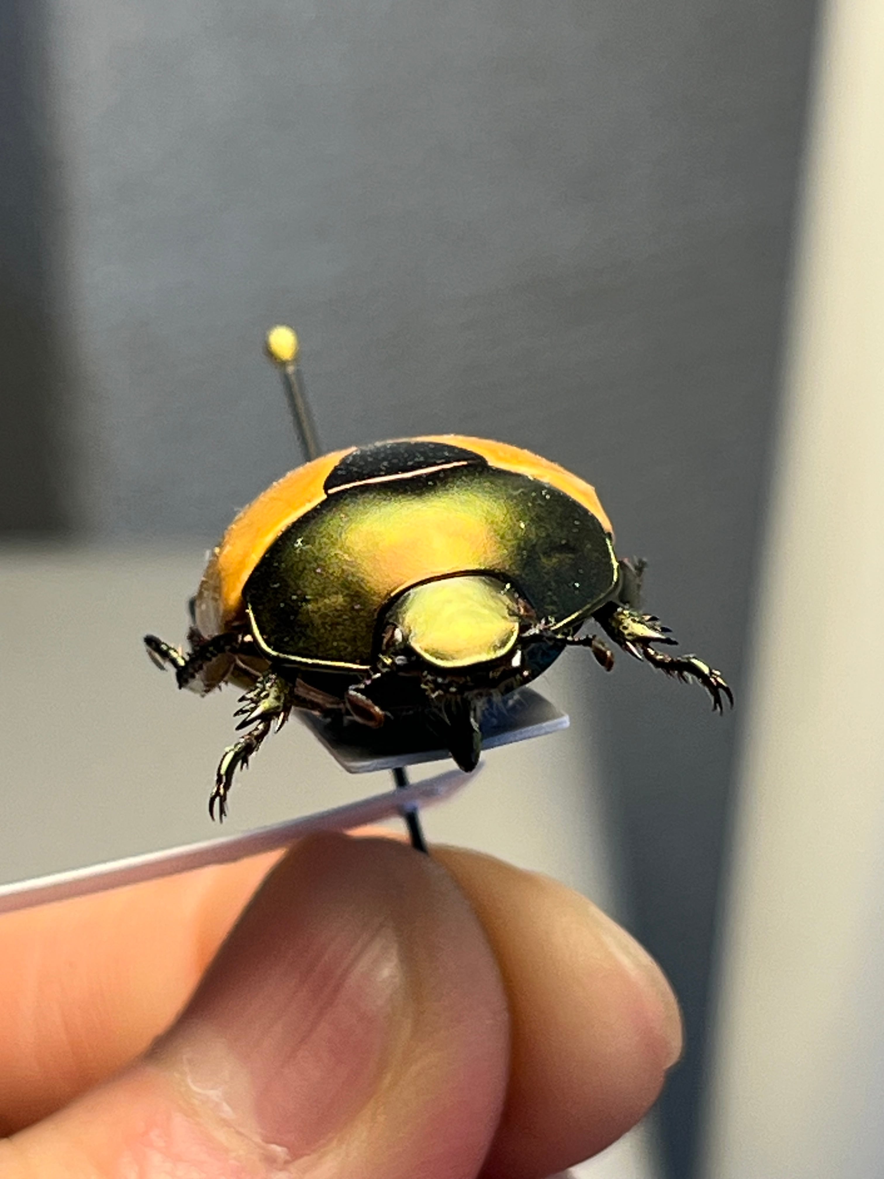 【深碧艶麗】フェスティバカメノコブイブイ 標本Macraspis プラチナコガネ 28mm】クラバータカメノコブイブイ プラチナコガネ 昆虫標本