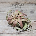 【送料無料】キセログラフィカ RED M(ロングリーフ)〔エアプランツ〕現品発送T1172