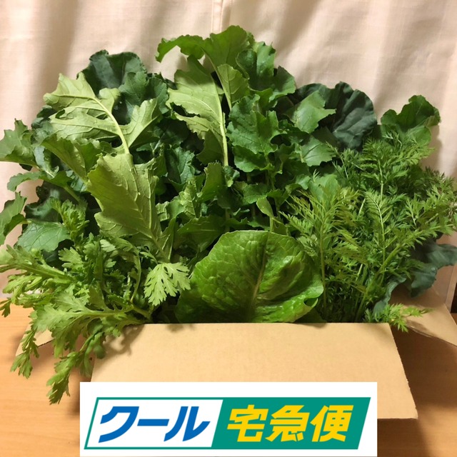 ＜クール便・火曜日発送＞【大きいサイズ】季節のお野菜セット