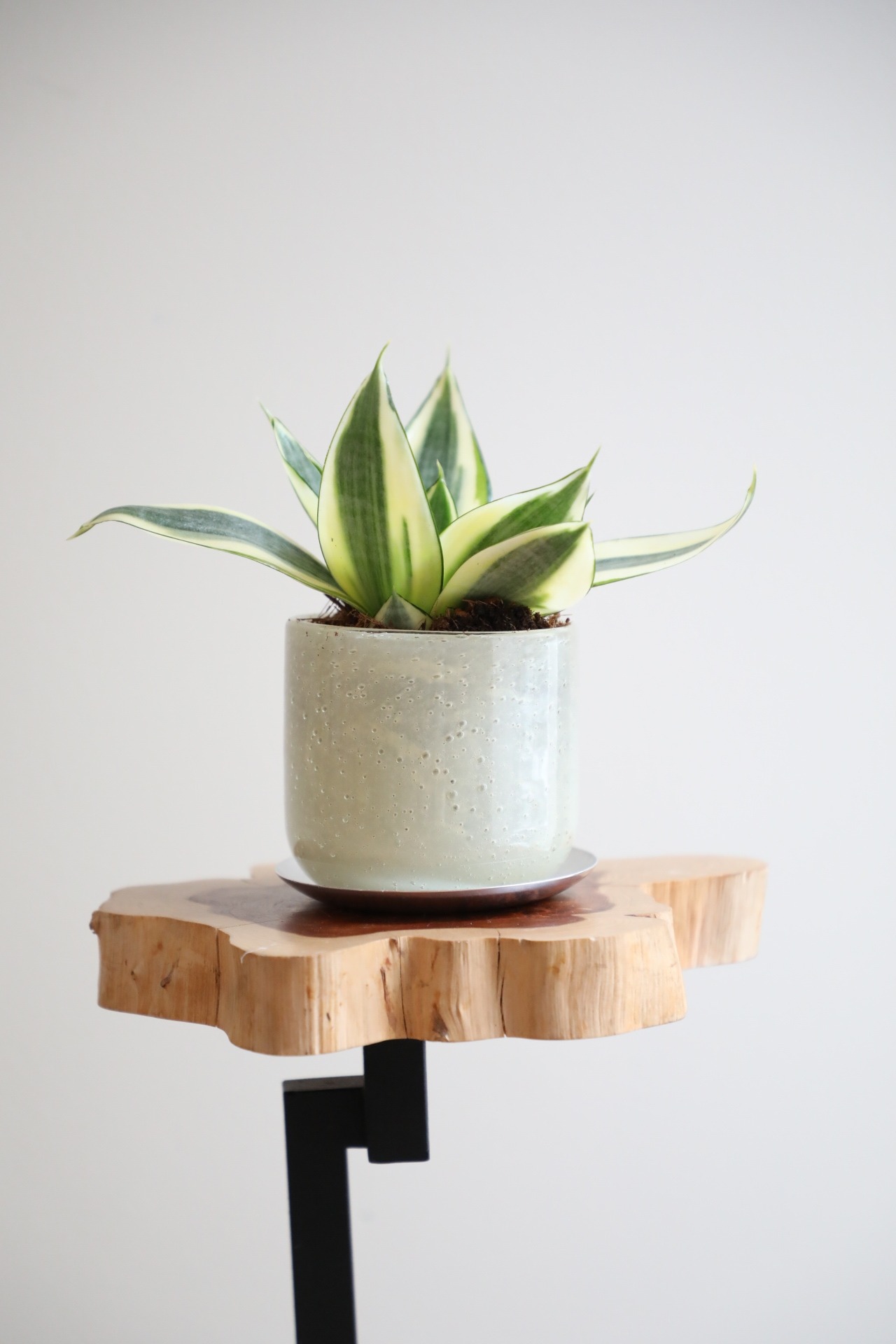 【S】サンスベリア ゴールデンハニー/Sanseveria　※ガラスポット付き