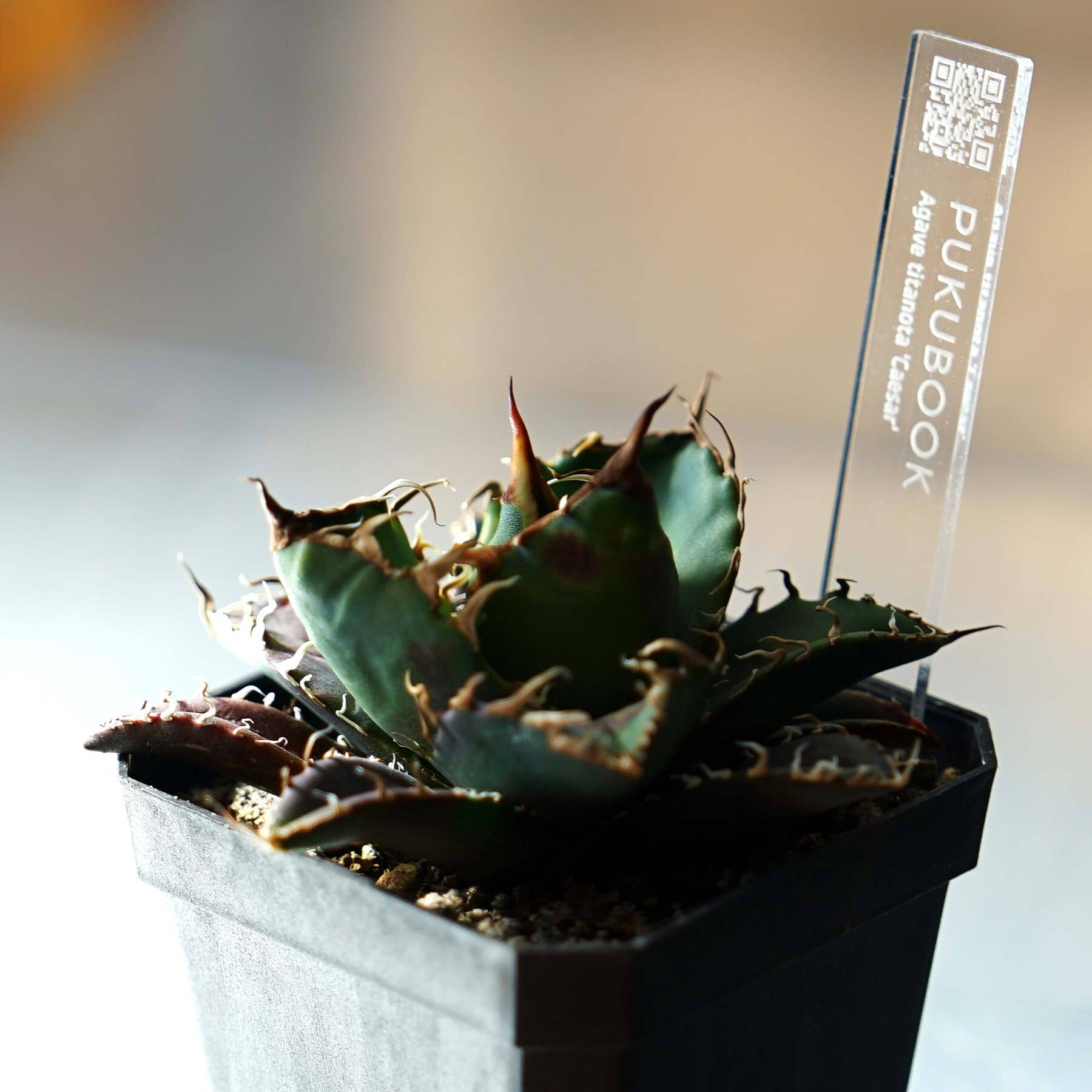抜き苗 レッドキャットウィーズル 豪快赤葉 Agave titanota 
