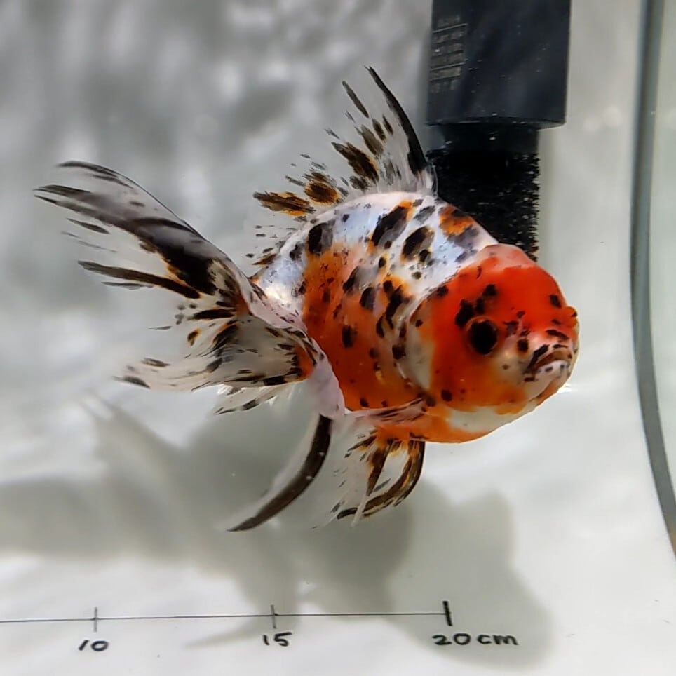 特大 東錦 3歳 東錦 3歳 メス 1匹 金魚