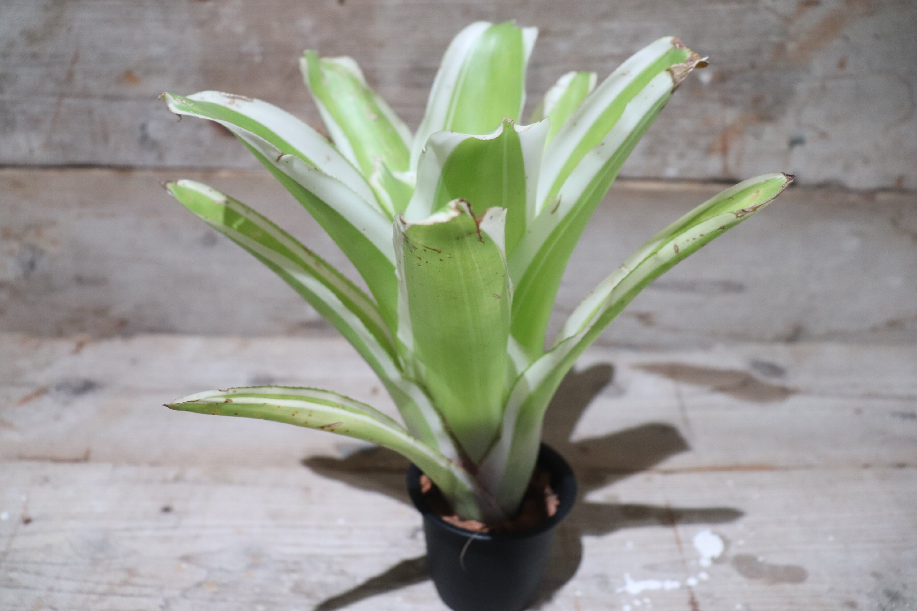 送料無料】 Billbergia pyramidalis 'Kyoto'〔ビルベルギア〕現品発送