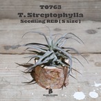 【2nd Anniversary Special】ストレプトフィラ Seedling S〔エアプランツ〕現品発送T0763
