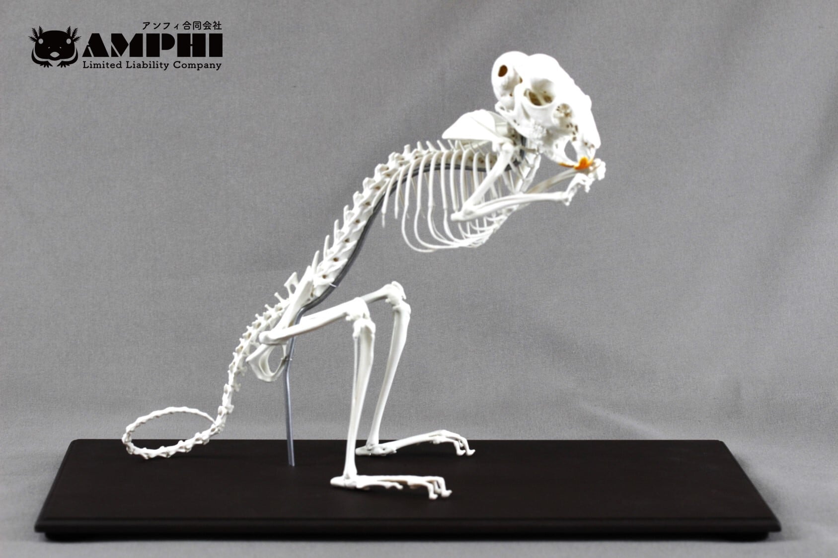 チンチラ（Chinchilla lanigera）等倍全身骨格レプリカ | アンフィ合同会社