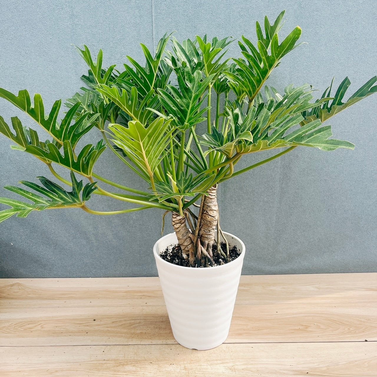 現品］4番 フィカス アルテシマ 10号 観葉植物 室内 大型 特大 ゴムの