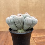 Epithelantha micromeris【エピテランサ・月世界】